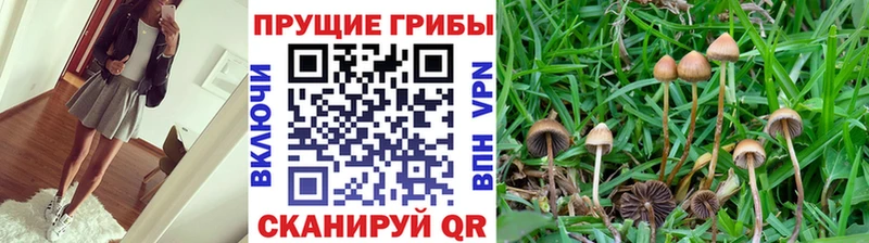 где можно купить наркотик  hydra как войти  Псилоцибиновые грибы прущие грибы  Невельск 